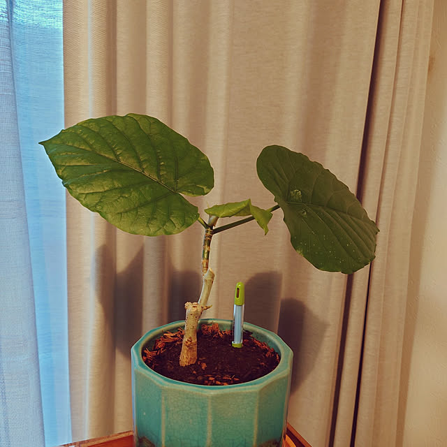 chikoさんの実例写真