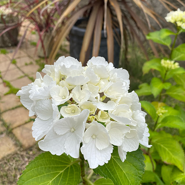 アジサイ/紫陽花/花のある暮らし/花が好き/カメラマークいっぱい...などのインテリア実例 - 2021-05-31 09:47:38