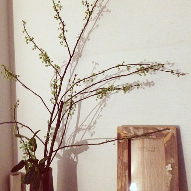 棚/植物のインテリア実例 - 2014-01-02 22:32:10