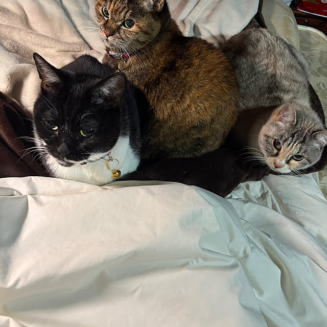 pandasさんの実例写真