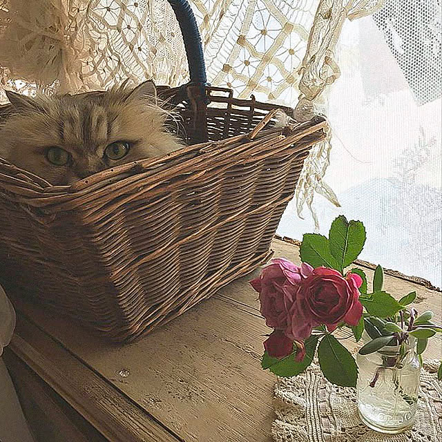 teddyさんの実例写真