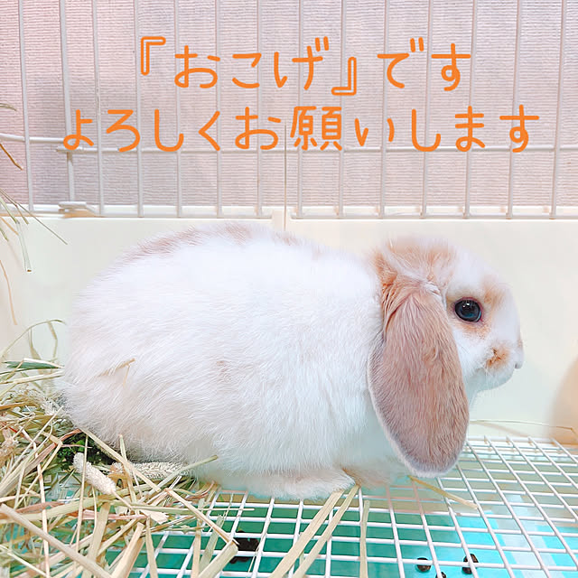 Llatte-usaさんの実例写真
