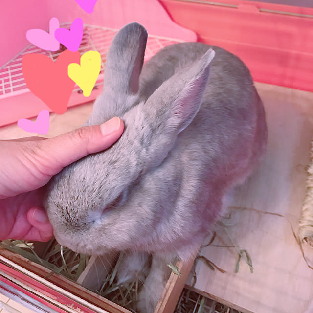 Satokoさんの実例写真