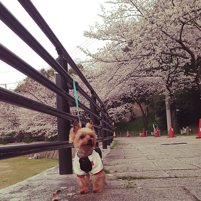 yuchinさんの実例写真