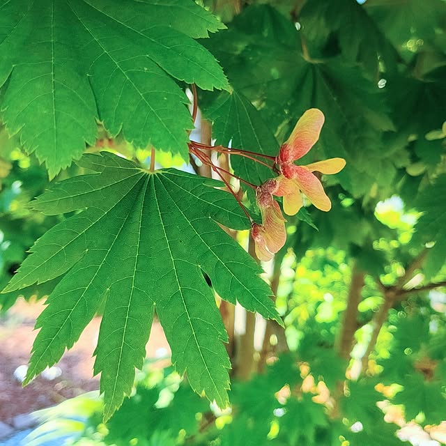 ponhanaさんの部屋