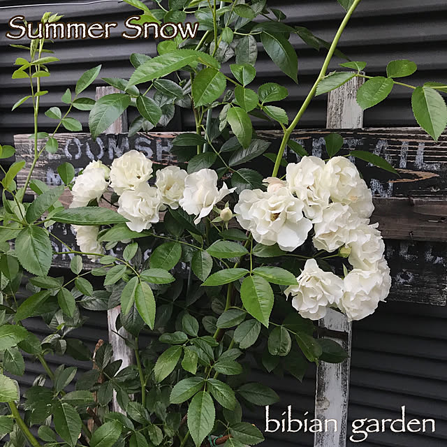 bibianさんの実例写真