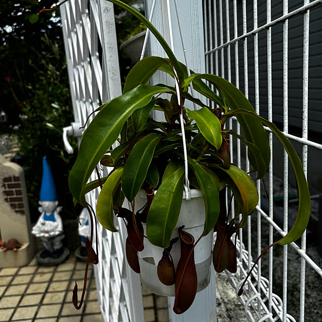 chIoeさんの部屋