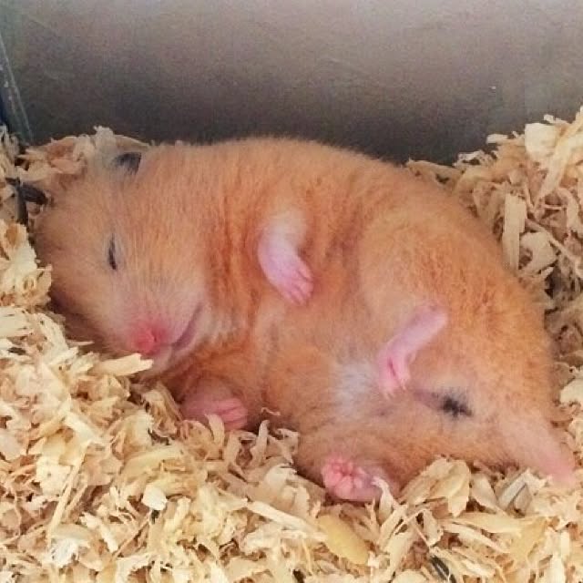 HappyRoseさんの実例写真