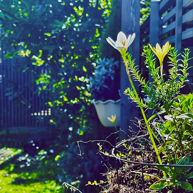 chacoさんの実例写真