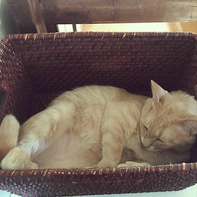mikan161さんの実例写真