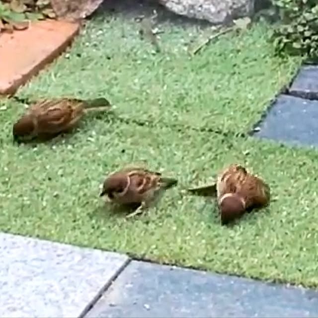 faunさんの部屋