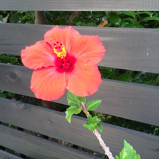 alohaさんの実例写真