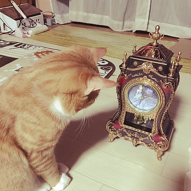 CATさんの実例写真