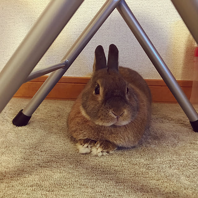 chiyokoさんの実例写真
