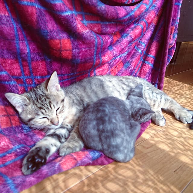 annさんの実例写真