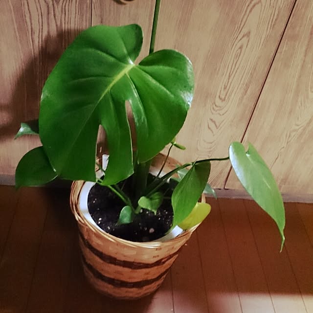 miporin0711さんの実例写真