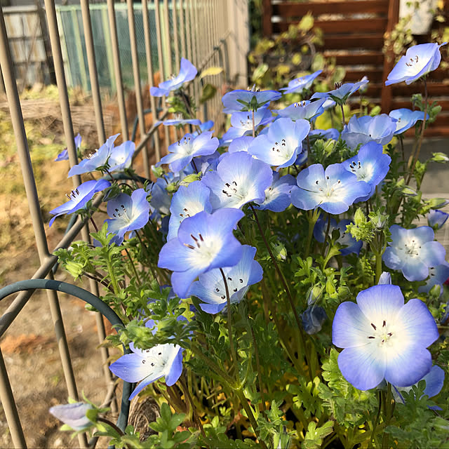 kinokoさんの実例写真