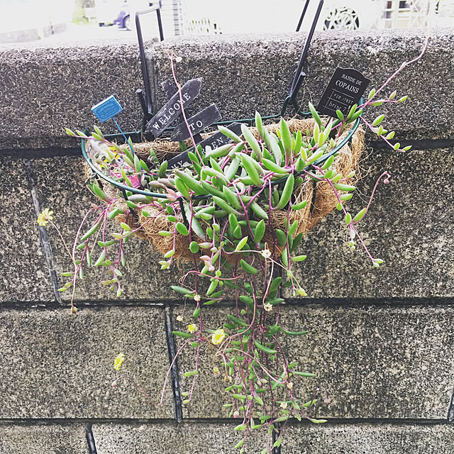 sasuaさんの実例写真