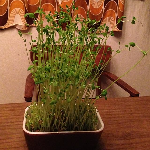 uminchuさんの実例写真