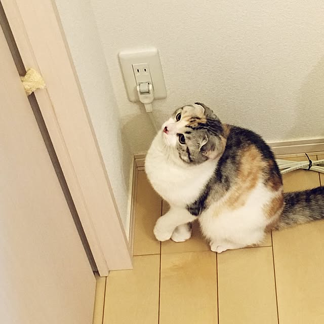 yokkochanさんの実例写真