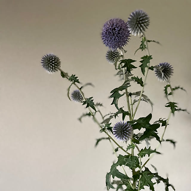 buchiさんの部屋