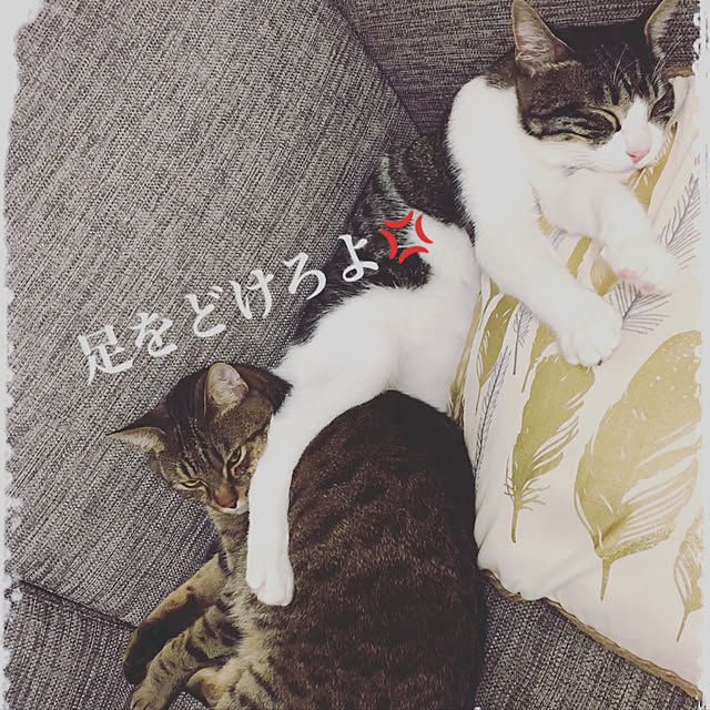 nodokaさんの実例写真