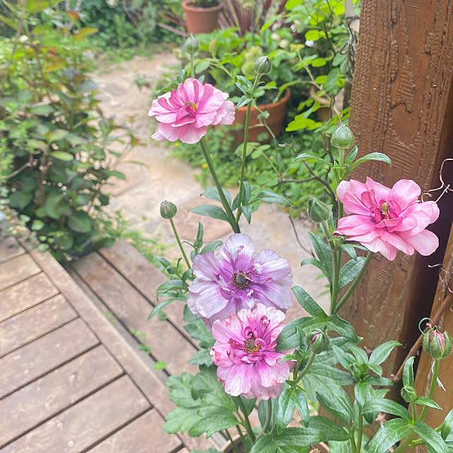 mintteaさんの部屋