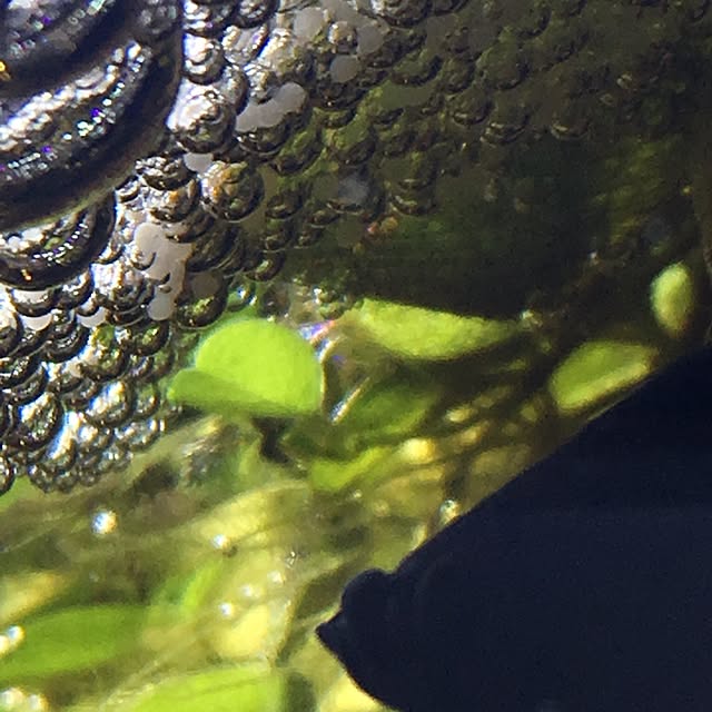 tetra163さんの実例写真