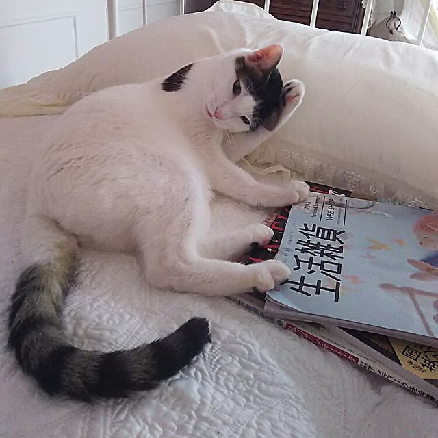 sakuraさんの実例写真