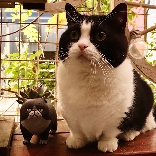 butachanさんの実例写真