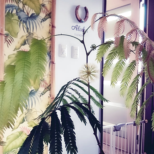 cocosorasakuさんの実例写真