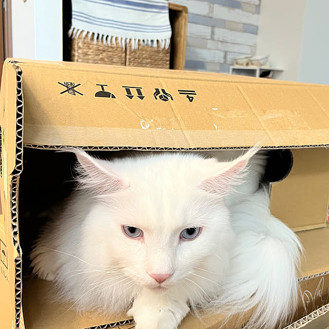 Lionaさんの実例写真