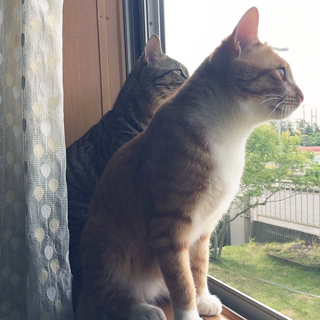 baronkotarouさんの実例写真