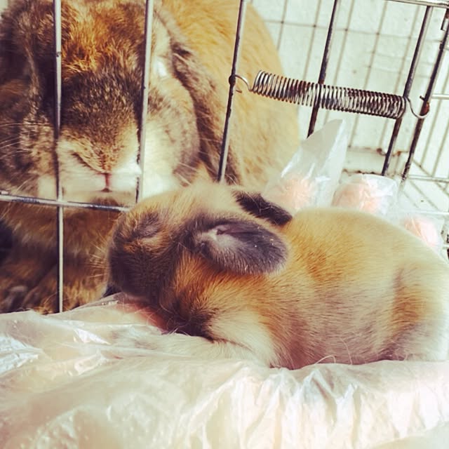 MARIさんの実例写真