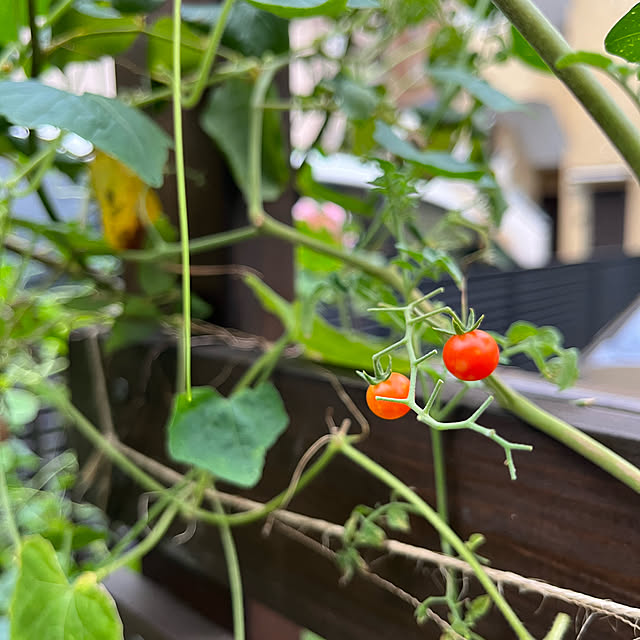 botanさんの実例写真
