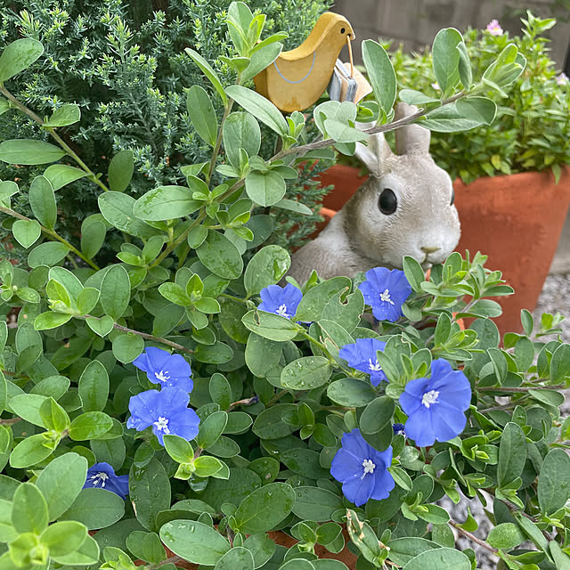 ronronさんの実例写真
