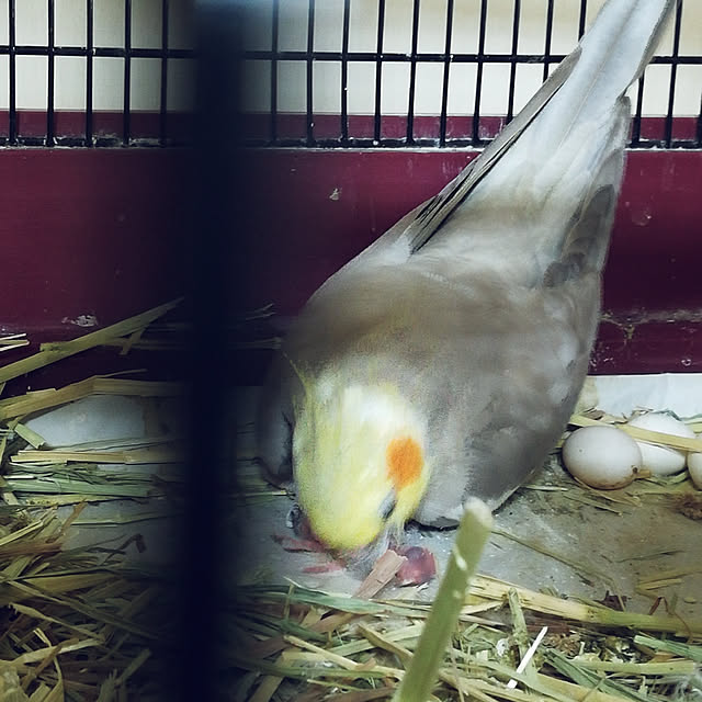 amanojakuさんの実例写真