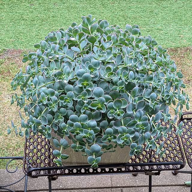 Renさんの実例写真