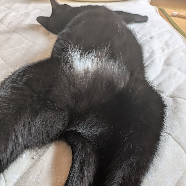 asaさんの実例写真