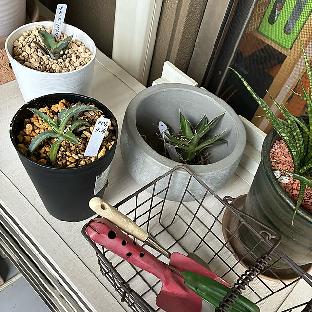 koshiregutyoさんの部屋