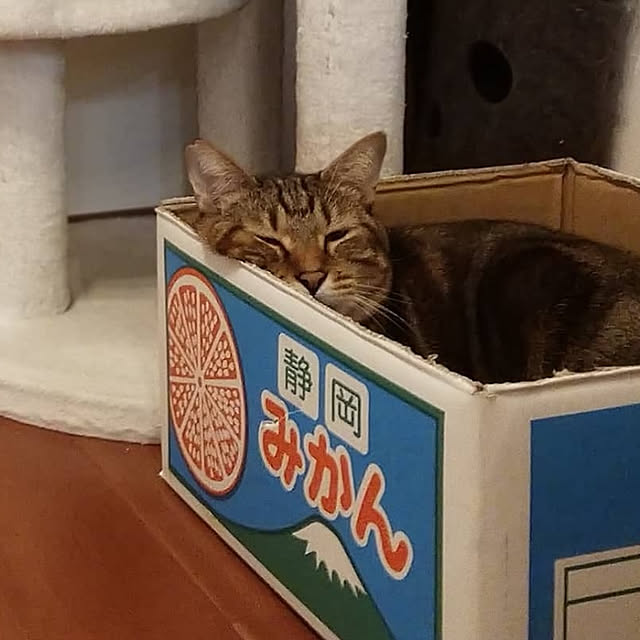 miwaさんの実例写真