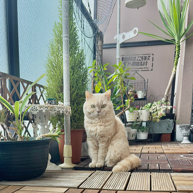 naokoさんの実例写真