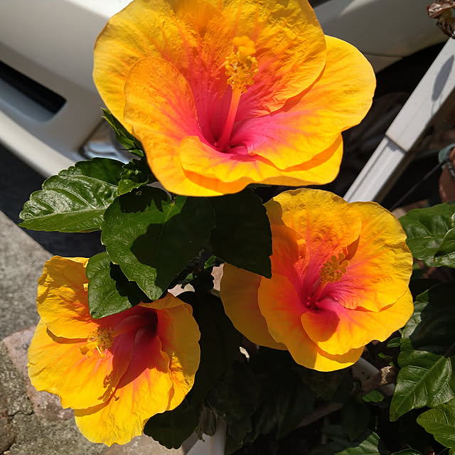 allenmamさんの実例写真