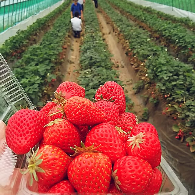 実例写真