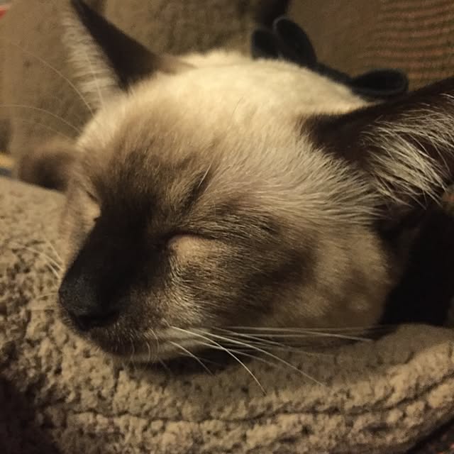 momocoさんの実例写真