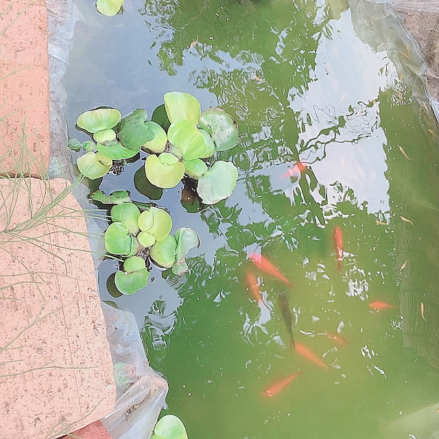 Tomoeさんの実例写真