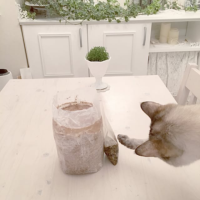 noelさんの実例写真