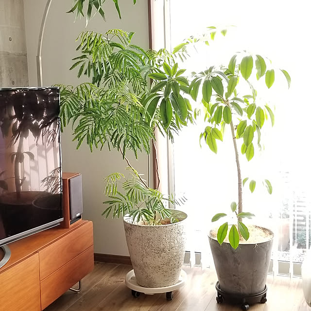 renrenさんの実例写真