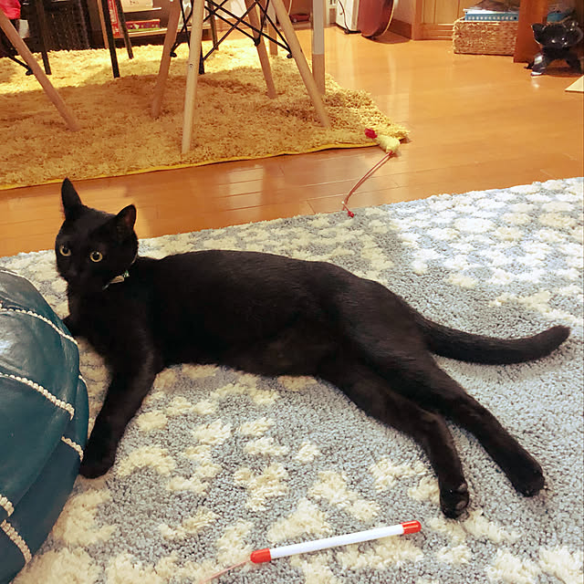 jijiさんの実例写真