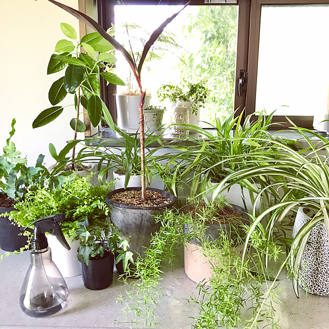 acchanさんの実例写真